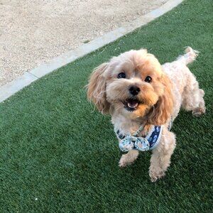 Meet your Posher, Danika